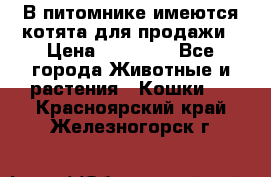 В питомнике имеются котята для продажи › Цена ­ 30 000 - Все города Животные и растения » Кошки   . Красноярский край,Железногорск г.